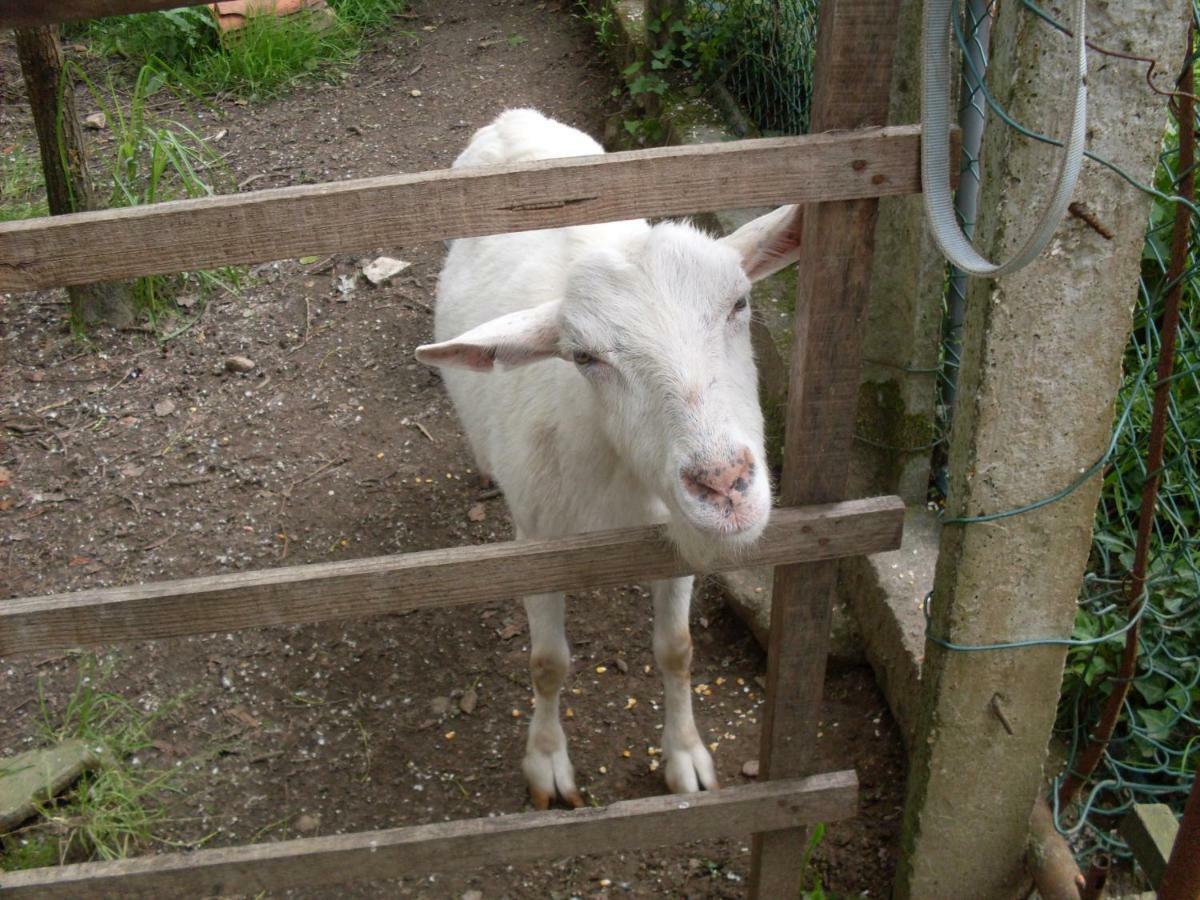 Casa Do Moinho Rural Campo E Praia , 9 Pessoas, Animais Benvindos เอสปีโญ ภายนอก รูปภาพ